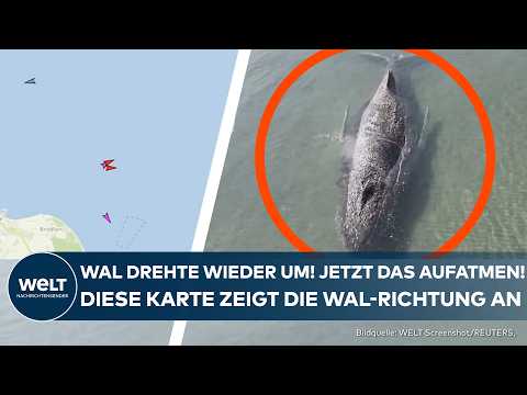 WAL-RETTUNG: Buckelwal drehte plötzlich um! Dieser Wal-Tracker zeigt die Route Richtung Freiheit an