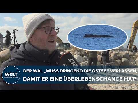 WAL-RETTUNG: „Er muss dringend die Ostsee verlassen!“ Bürgermeister über die Rettung des Buckelwals