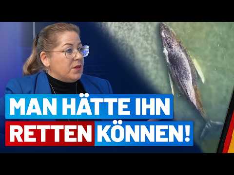 Das Schicksal von Wal Timmy/Hope! – Interview mit Nicole Hess – AfD-Fraktion im Bundestag