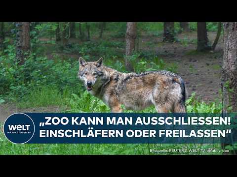 DEUTSCHLAND: Wolfs-Schock! Angriff entfacht hitzige Debatte über Abschuss