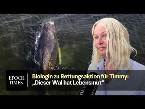 „Dieser Wal hat Lebensmut“, sagt Biologin vor Ort bei Rettungsaktion für Timmy