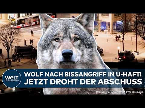 HAMBURG: Wilder Wolf in U-Haft! Nach brutalem Biss droht dem Tier jetzt Abschuss