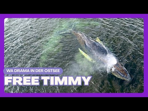 Hasstalavista – Serdar reagiert auf Timmy den Hund