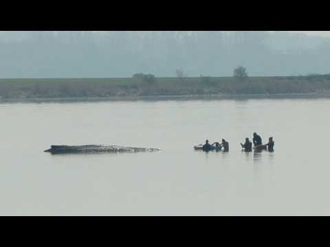 LIVE: Rettungsaktion für Wal Timmy – Taucher am Wal angekommen LIVE: Rettungsaktion für Wal Timmy – Taucher am Wal angekommen