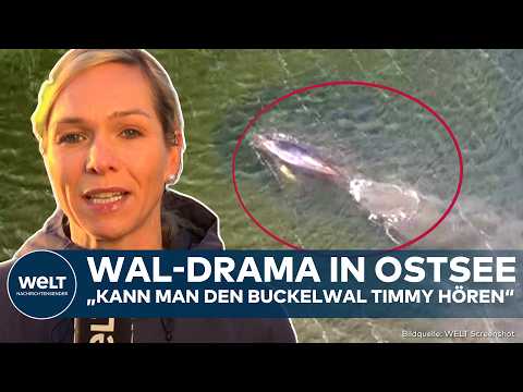 OSTSEE: Drama im Kirchsee! Wal ist zu hören! Timmy sitzt noch fest! Rettung vorerst gestoppt