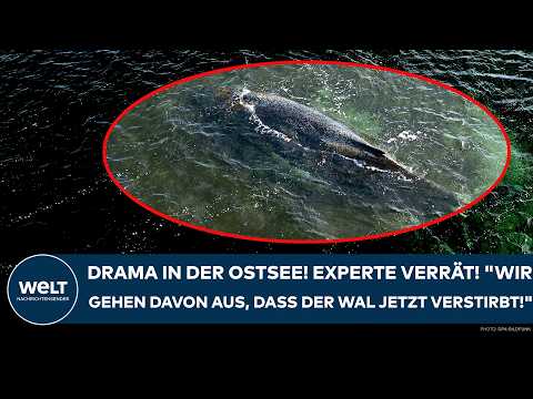 OSTSEE: Drama um den Buckelwal! Experte verrät! „Wir gehen davon aus, dass der Wal jetzt verstirbt!“
