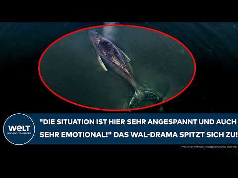 OSTSSE: „Die Situation ist hier sehr angespannt und auch sehr emotional!“ Wal-Drama spitzt sich zu!