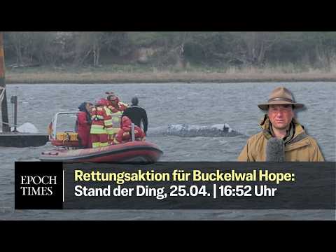 Rettungsaktion für Buckelwal Timmy-Hope: Arbeiten an Big Bags abgeschlossen