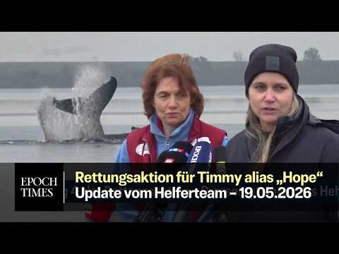 Rettungsaktion für Buckelwal Timmy-Hope – Helferteam gibt Update
