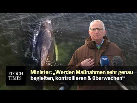 Rettungsaktion für Wal Timmy startet – Umweltminister will „begleiten, kontrollieren & überwachen“