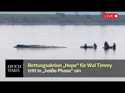 Rettungsaktion „Hope“ für Wal Timmy tritt in „heiße Phase“ ein