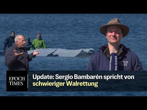 Rettungsaktion Wal Timmy-Hope – Update nach Stellungnahme von „Wal-Flüsterer“ Sergio Bambarén