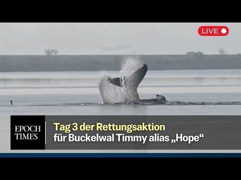 Tag 3 der Rettungsaktion für Buckelwal Hope/Timmy – Luftkissen-Aktion soll heute stattfinden
