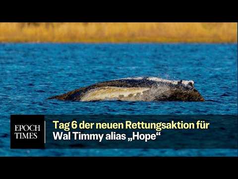 Tag 6 der neuen Rettungsaktion für Wal Timmy alias „Hope“ – 500 Meter bis zum Ausgang der Bucht