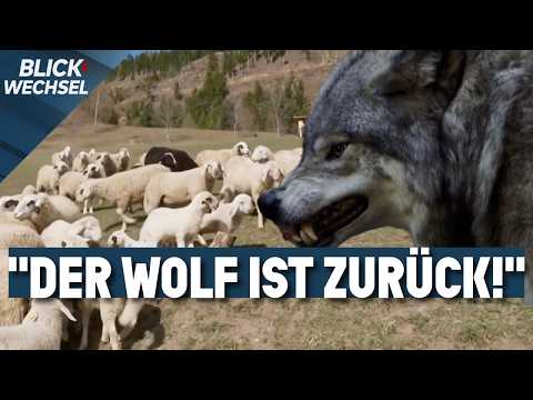 Wolfabschuss „ohne Jagdschein“: Straftat oder Selbstschutz? | BLICKWECHSEL