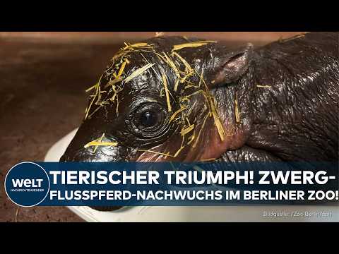 BERLIN: Kleines Kilo-Kraftpaket –  Zwergflusspferd wächst rasant im Berliner Zoo!