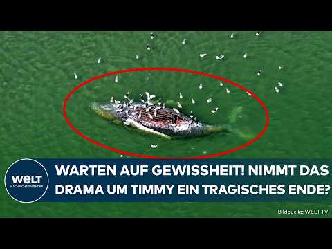 DÄNEMARK: Bangen um Buckelwal Timmy! Experten untersuchen Tierkadaver