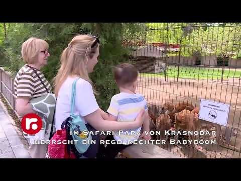 Im Safari Park von Krasnodar herrscht ein regelrechter Babyboom