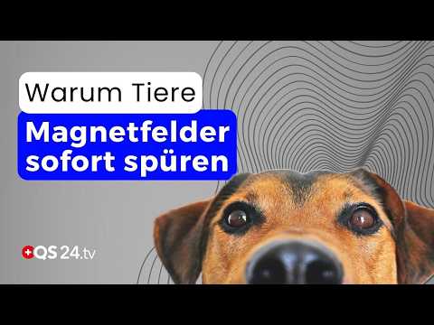 Magnetfelder: Warum Tiere sofort spüren, was wirklich heilt | Erfahrungsmedizin | QS24 Magnetfelder: Warum Tiere sofort spüren, was wirklich heilt | Erfahrungsmedizin | QS24