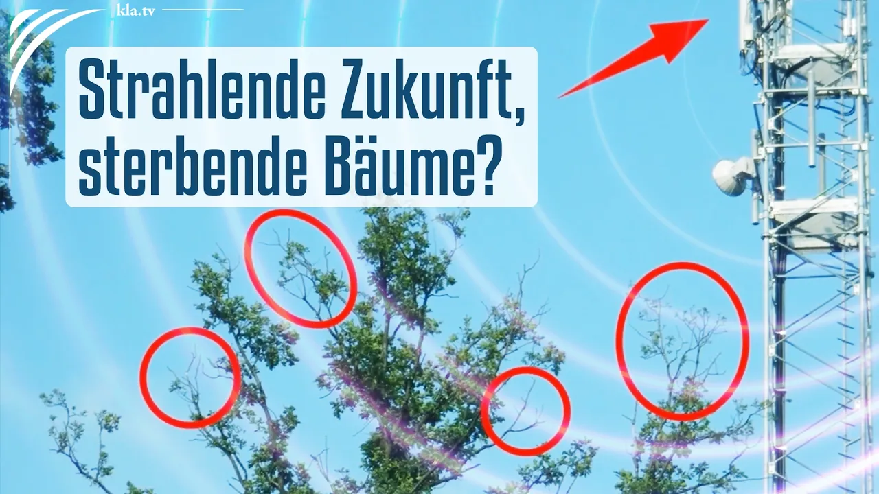 Strahlende Zukunft, sterbende Bäume?