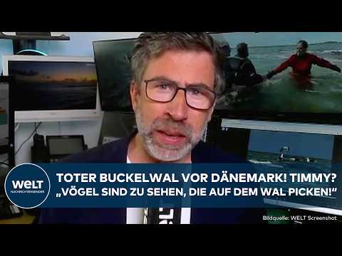 WAL-DRAMA: Toter Buckelwal vor Dänemark! Timmy? Erste Details! Proben werden untersucht