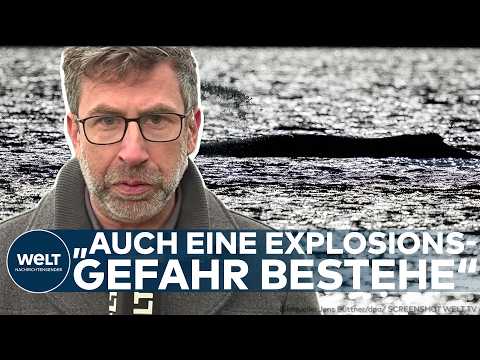 WAL-DRAMA: Tragischer Fund – Buckelwal vor dänischer Küste! Ist es Timmy?