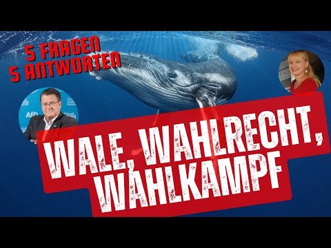 Wale 🐋- Wahlrecht – Wahlkampf: 5 Fragen 5 Antworten