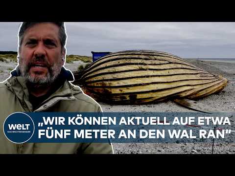 BUCKELWAL TIMMY: Experten öffnen den Wal! Obduktion soll endlich das Rätsel um seinen Tod lösen