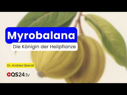 Die Königin der Heilpflanzen: Die Verwendung der Myrobalana in der tibetischen Medizin | QS24 Die Königin der Heilpflanzen: Die Verwendung der Myrobalana in der tibetischen Medizin | QS24