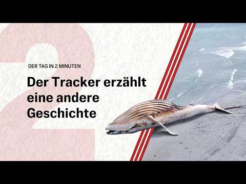Neue Erkenntnisse zu Buckelwal Timmy | Der Tag in 2 Minuten
