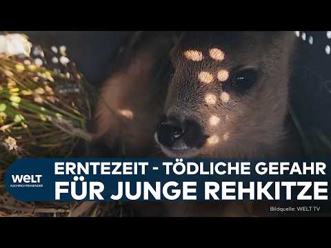 TIERRETTUNG: „Das ist ein tolles Gefühl“ | Wärmebildkameras und Drohnen retten Rehkitze