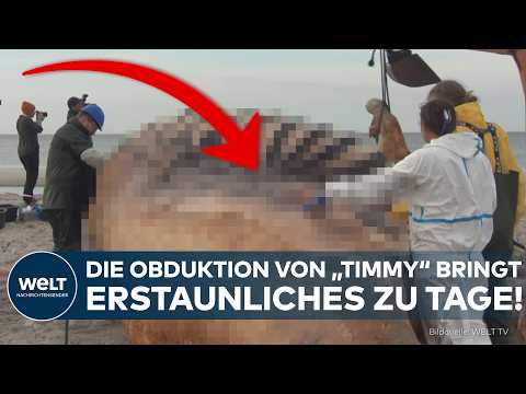 TIMMY WAR EIN WEIBCHEN: Nichts für schwache Nerven! Was die Obduktion des Buckelwals enthüllt