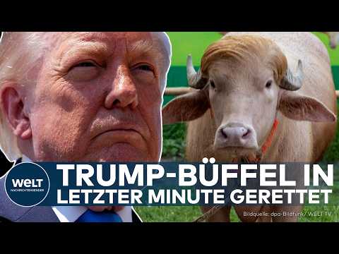 TRUMP-BÜFFEL GERETTET: Albino-Büffel „Donald Trump“ entgeht in letzter Minute dem Schlachter
